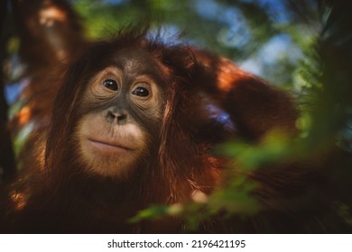 Cutest Baby Orangutan Hangs In A Tree In Zoo