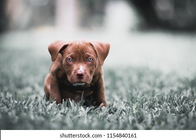 brown american pitbull terrier