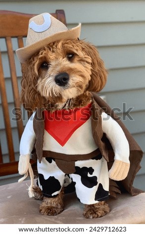 Cutest Cavapoo Country Cowboy Milo is ready to rangle