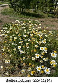 The cutest daisy flower patch 