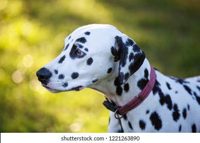 7 101 dalmations Images, Stock Photos & Vectors | Shutterstock