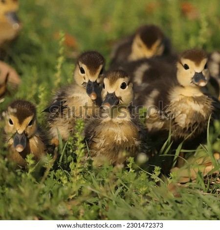 Similar – Gelbes Baby Muskovy Entenküken Cairina moschata