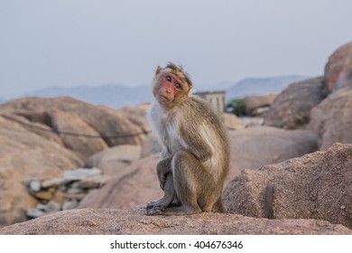 The cutest monkey in India