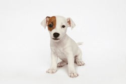 The Cutest Most Adorable Jack Russel Terrier Puppy With Folded Ears. Tiny Two Months Old Pup With Funny Fur Stains, Isolated On White Background. Close Up, Copy Space.