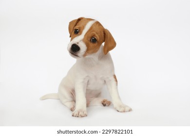 The cutest most adorable Jack Russel terrier puppy with folded ears. Tiny two months old pup with funny fur stains, isolated on white background. Close up, copy space. - Shutterstock ID 2297822101