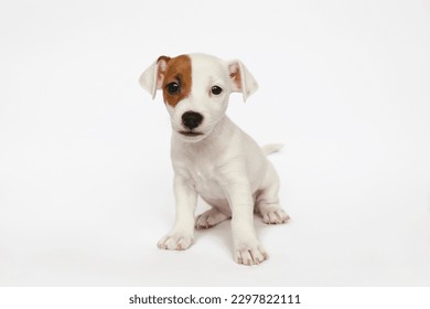 The cutest most adorable Jack Russel terrier puppy with folded ears. Tiny two months old pup with funny fur stains, isolated on white background. Close up, copy space. - Powered by Shutterstock