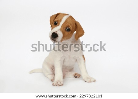 The cutest most adorable Jack Russel terrier puppy with folded ears. Tiny two months old pup with funny fur stains, isolated on white background. Close up, copy space.