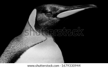 Image, Stock Photo pi-pa-penguin Zoo Animal