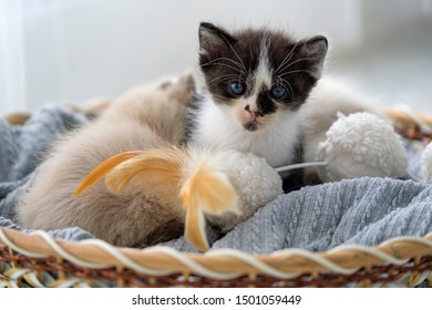 Imagenes Fotos De Stock Y Vectores Sobre Exotic Kittens