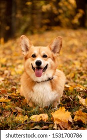 コーギー 犬 の写真素材 画像 写真 Shutterstock