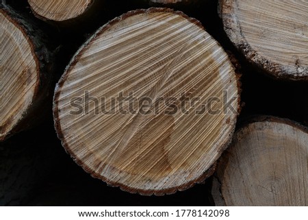 cutface of a tree - crosslines