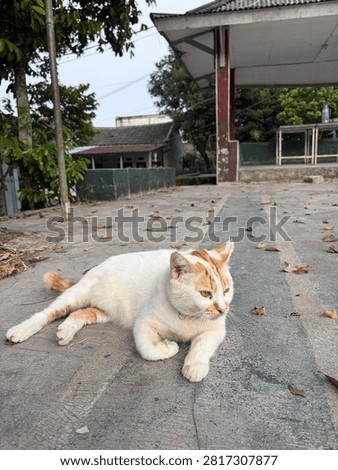 cutie cat at the backyard