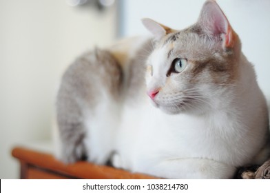 Diluted Calico Images Stock Photos Vectors Shutterstock