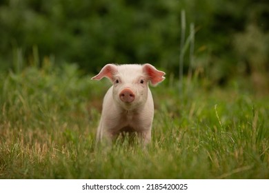 cutie and funny young pig is standing on the green grass. Happy piglet on the meadow, small piglet in the farm posing on camera on family farm. Regular day on the farm