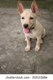 Cutie Little Thai Dog Sitting