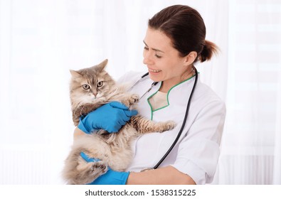 Cutie Longhaired Gray Cat At Appointment In Vet Clinic