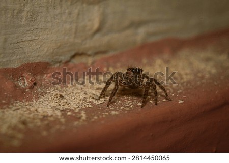 Cutie starring tiny brown spiders