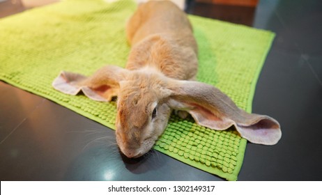 Cuties Rabbit English Lop Sleeping 