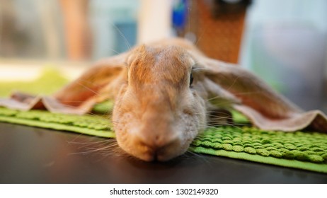 Cuties Rabbit English Lop Sleeping 