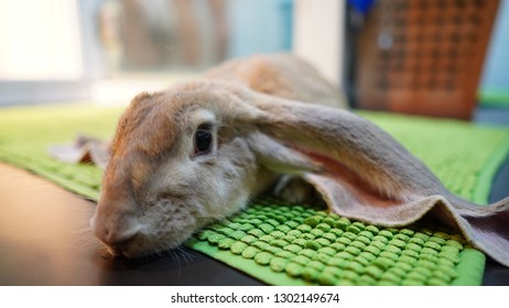 Cuties Rabbit English Lop Sleeping 