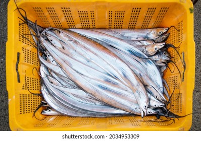 Cutlass Fish In A Plastic Box