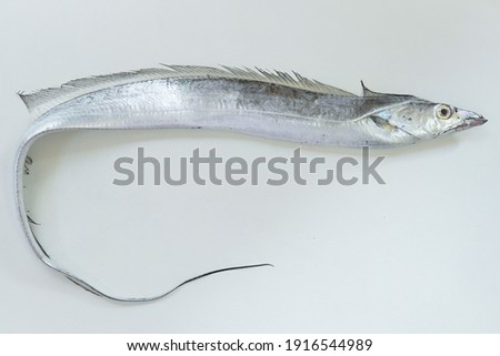 Cutlassfish in the white background
