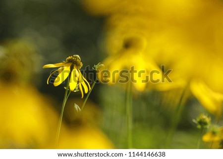 Yellow wildflowers on a riverbank in the evening light