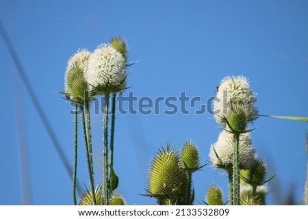 Cutleaf teasel in bloom close-up view with blue sky on background