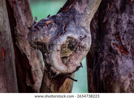 A Cutoff portion of a tree.                               