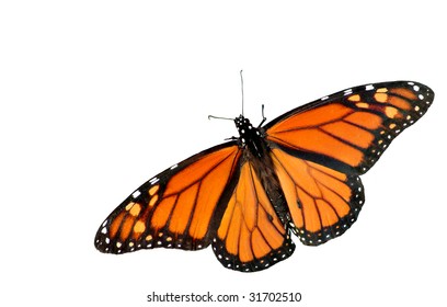 A Cutout Of A Beautiful Monarch Butterfly On A White Background With Copy Space