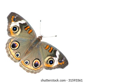 A cutout of a Buckeye Butterfly isolated on a white background with copy space, horizontal
