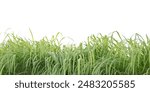 A cut-out of a clump of green tall grass on a white background with clipping paths. The detailed blades and natural texture are clearly visible beauty of nature.