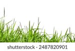 A cut-out of a clump of green tall grass on a white background with clipping paths. The detailed blades and natural texture are clearly visible beauty of nature.