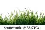 A cut-out of a clump of green tall grass on a white background with clipping paths. The detailed blades and natural texture are clearly visible beauty of nature.