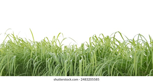 A cut-out of a clump of green tall grass on a white background with clipping paths. The detailed blades and natural texture are clearly visible beauty of nature. - Powered by Shutterstock