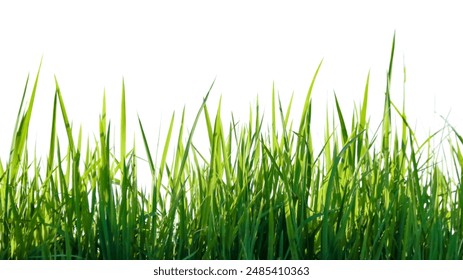 A cut-out of a clump of green tall grass on a white background with clipping paths. The detailed blades and natural texture are clearly visible beauty of nature.
