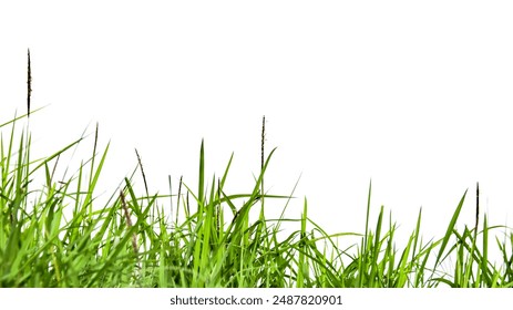 A cut-out of a clump of green tall grass on a white background with clipping paths. The detailed blades and natural texture are clearly visible beauty of nature. - Powered by Shutterstock