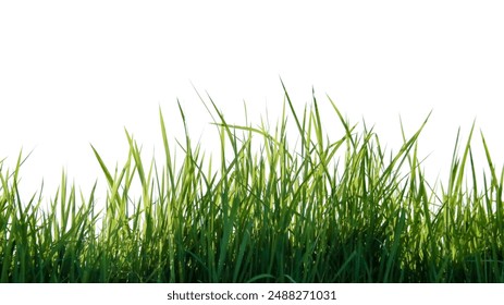 A cut-out of a clump of green tall grass on a white background with clipping paths. The detailed blades and natural texture are clearly visible beauty of nature. - Powered by Shutterstock