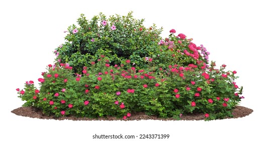 Cutout flowerbed. Plants and red flowers isolated on white background. Flower bed for garden design. Luxurious foliage of green bushes and shrubs. Red roses.