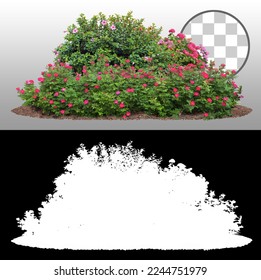 Cutout flowerbed. Plants and red flowers isolated on transparent background via an alpha channel. Flower bed for garden design. Luxurious foliage of green bushes and shrubs. Red roses.