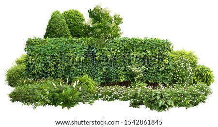 Cutout green hedge with flower bed.
Garden design isolated on white background. Flowering shrub and green plants for landscaping. Decorative shrub and boxwood hedge. High quality clipping mask.