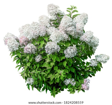 Cutout hydrangea. Flowering shrub isolated on white background. Bush of white flowers for garden design or landscaping. High quality clipping mask.
