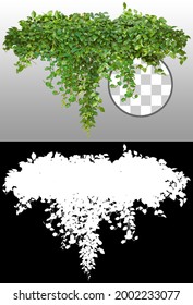 Cutout Ivy With Lush Green Foliage. Climbing Plant In Summer Isolated On Transparent Background Via An Alpha Channel. High Quality Mask For Professional Composition.