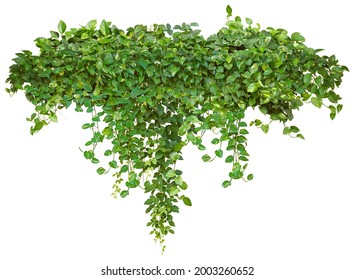 Cutout ivy with lush green foliage. Climbing plant in summer isolated on white background. High quality mask for professional composition.