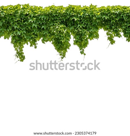 Cutout ivy with lush green foliage, Virginia creeper, wild climbing bush vine as top frame, isolated on white with clipping path