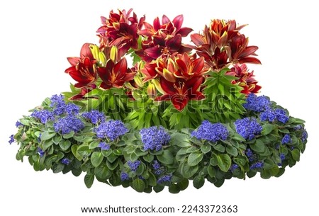 Cutout lily flowers. Flower bed isolated on white background. Red flower bush for garden design or landscaping. High quality clipping mask.
