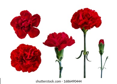 7,740 Carnation flower set Images, Stock Photos & Vectors | Shutterstock