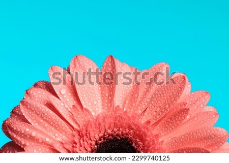 cutout picture of pink gerbera daisy flower with waterdroplets and essential oil, concept of freshness and beauty nature