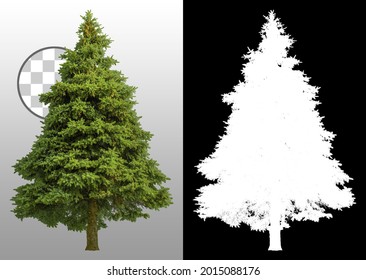 Cutout pine tree. Fir isolated on transparent background via an alpha channel. High quality clipping mask for professional composition. Evergreen tree.