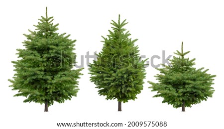 Cutout pine tree. Set of fir trees isolated on white background. High quality clipping mask for professional composition. Evergreen tree.